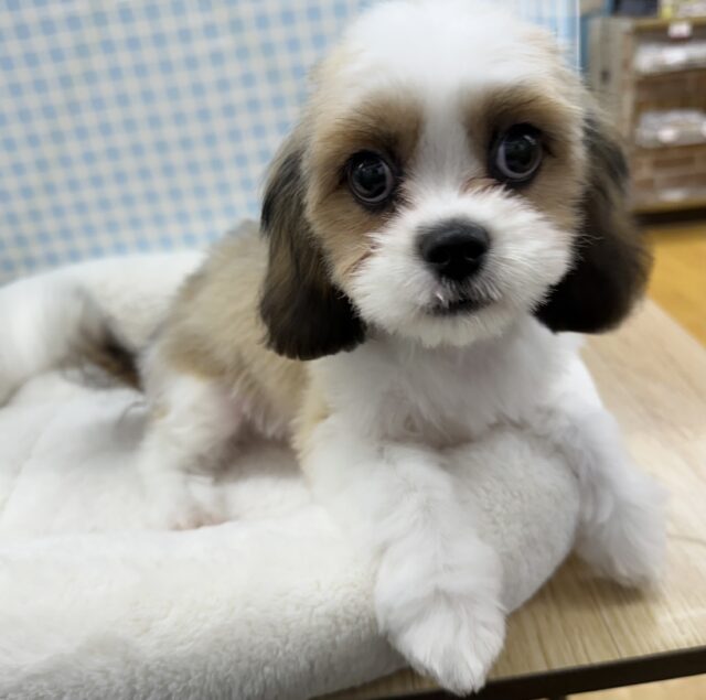 愛称が不明