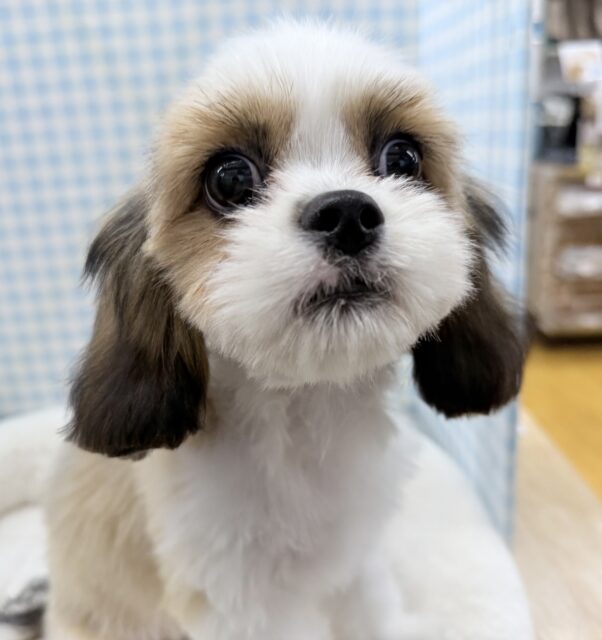 愛称が不明