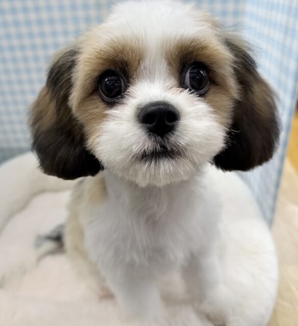 愛称が不明