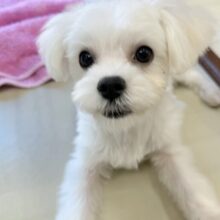 最新画像！愛嬌たっぷり☺️マルチーズくんが来たよ！！！