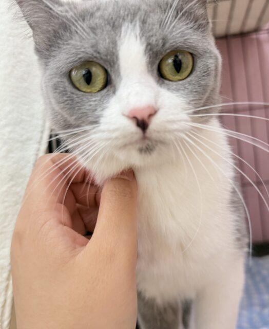 マンチカン