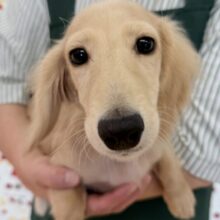 最新画像！やんちゃ盛りなダックスくん😚
