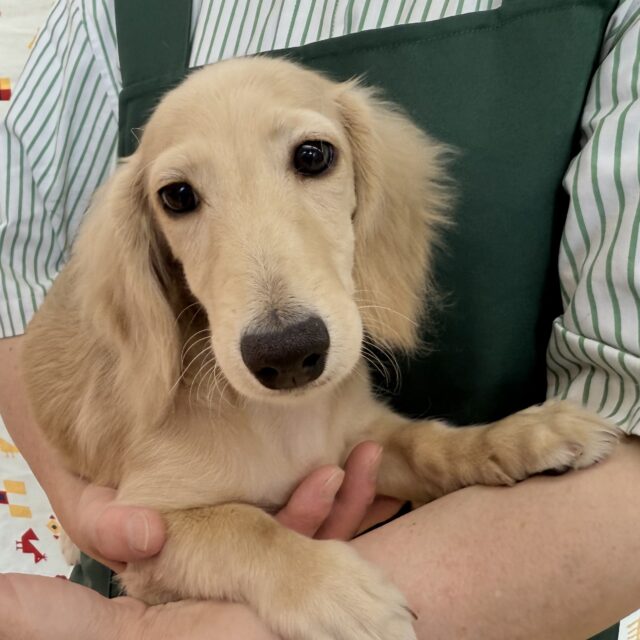 ミニチュアダックス