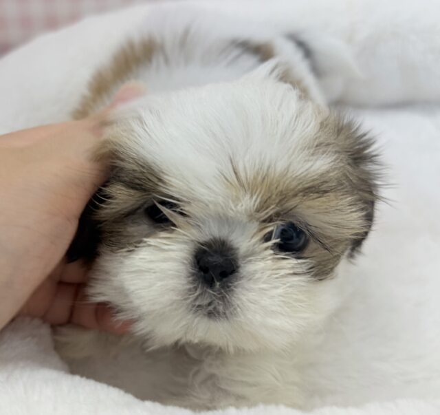 お人形じゃないの？！シーズーちゃん