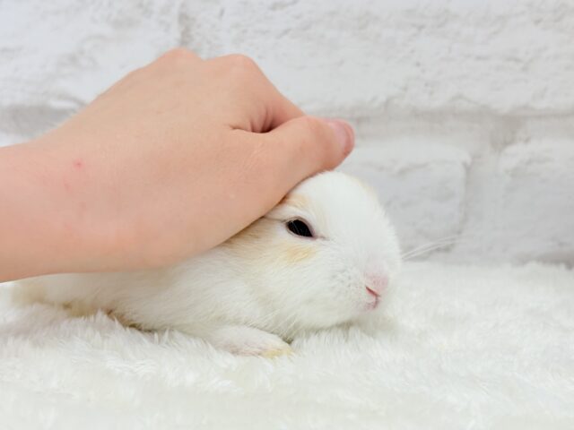 ミニウサギ