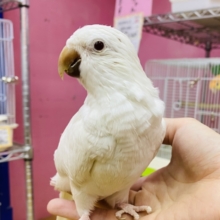 最新オキナ動画・最新画像あります☆真っ白な体に澄んだ赤目の可愛いコ！オキナインコのアルビノ！