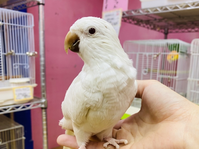 最新オキナ動画・最新画像あります☆真っ白な体に澄んだ赤目の可愛いコ！オキナインコのアルビノ！
