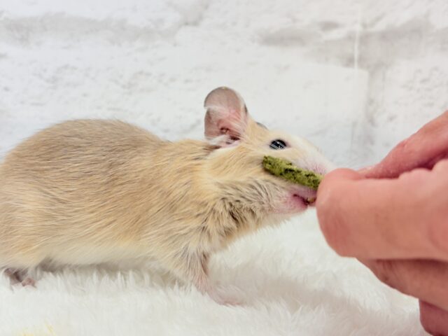デグー