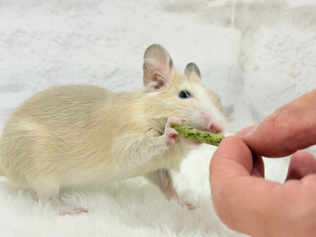 デグー