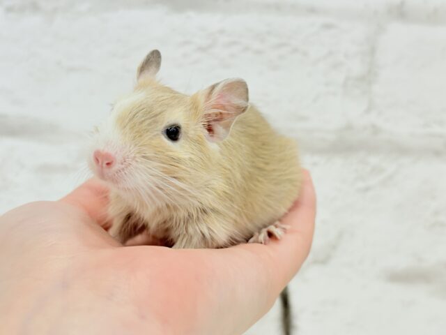 デグー