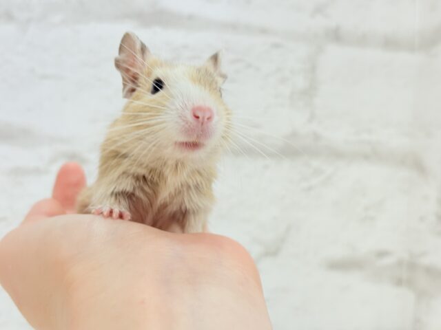 デグー