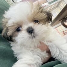 お人形じゃないの？！シーズーちゃん