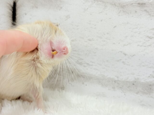デグー