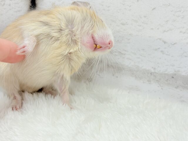 デグー