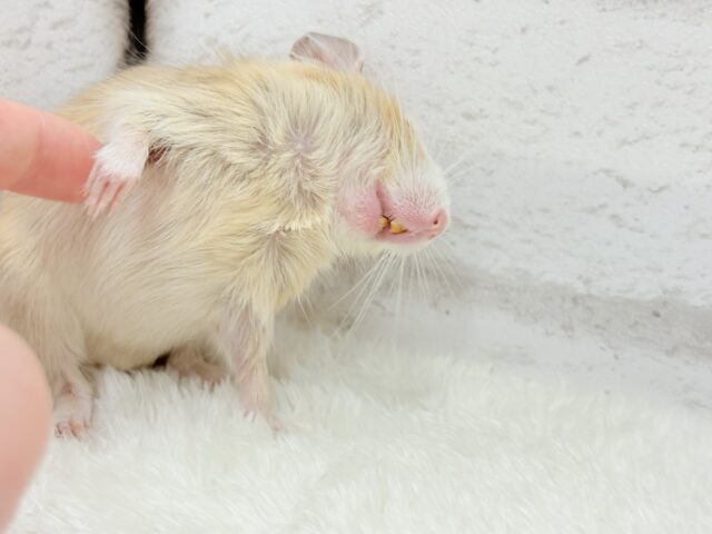 デグー