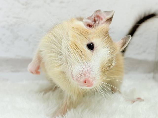 とろけちゃうくらいの甘さ💖デグー(サンドパイド) 男の子
