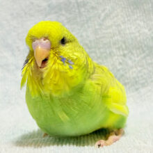菜の花のお寿司みたい🍣🌼ジャンボセキセイインコ(スパングルパイド) ヒナ
