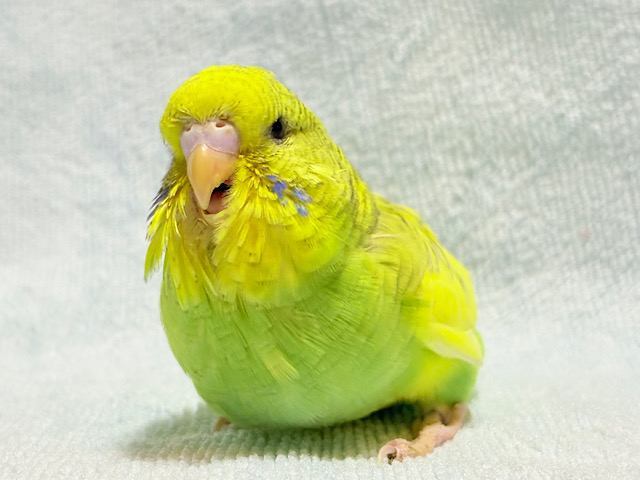 菜の花のお寿司みたい🍣🌼ジャンボセキセイインコ(スパングルパイド) ヒナ
