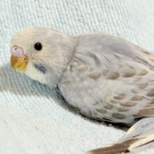 癒しのはんなりさん🫧セキセイインコ(グレーオパーリン) ヒナ