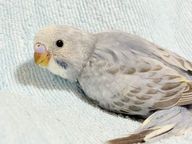 癒しのはんなりさん🫧セキセイインコ(グレーオパーリン) ヒナ