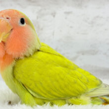 【最新画像更新🪄】ポっと色づく落ち着きカラー.*･ﾟコザクラインコ(シナモン) ヒナ