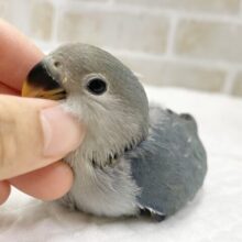 ダークブルー💙コザクラインコ（ブルー）