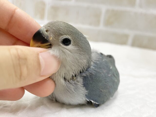 ダークブルー💙コザクラインコ（ブルー）