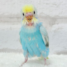 【最新画像更新🪄】ずーーーーーっと　いっしょがいいねっ　セキセイインコ　パステルレインボー～～