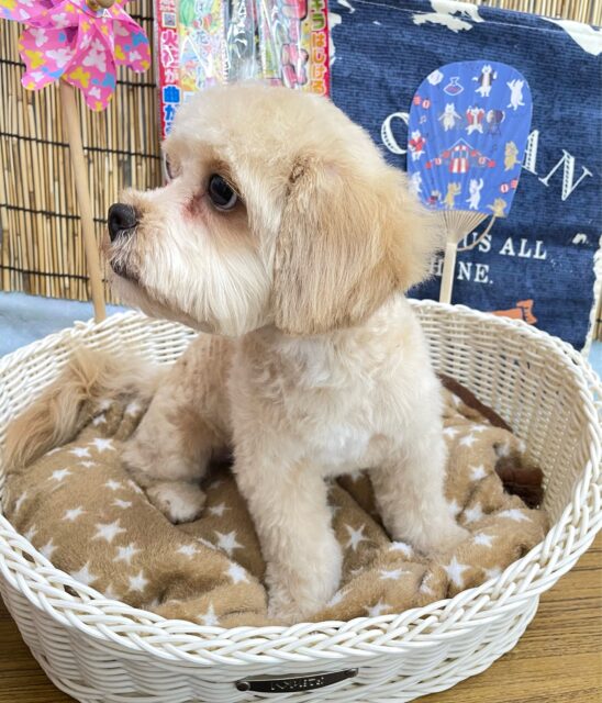 ペキプー