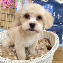 🐾マイペースBOY🐾ハーフ犬(ペキニーズ✖️トイプードル)🩵男の子🩵2025年2月1日生まれ
