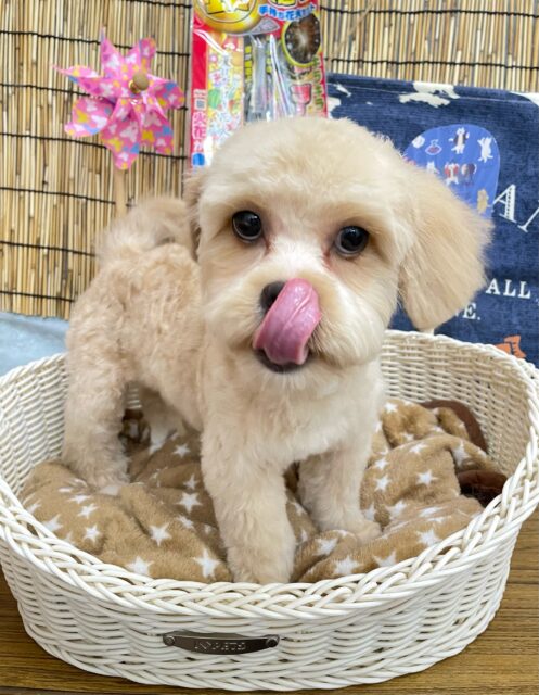 ペキプー