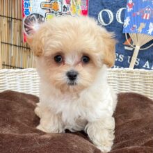 おもちゃ大好き(*ˊ˘ˋ*)♡ハーフ犬(マルチーズ✖️トイプードル)💖女の子💖2025年4月23日生まれ