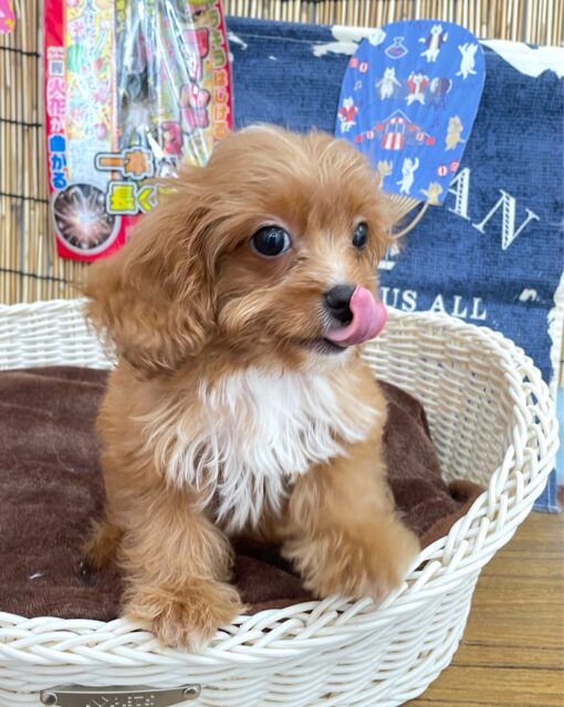 キャバプー