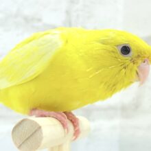 【動画更新🪄ひとり餌‪になりました☆】ピッカピカ💖ビビットカラー☀️サザナミインコ(ルチノー) ヒナ