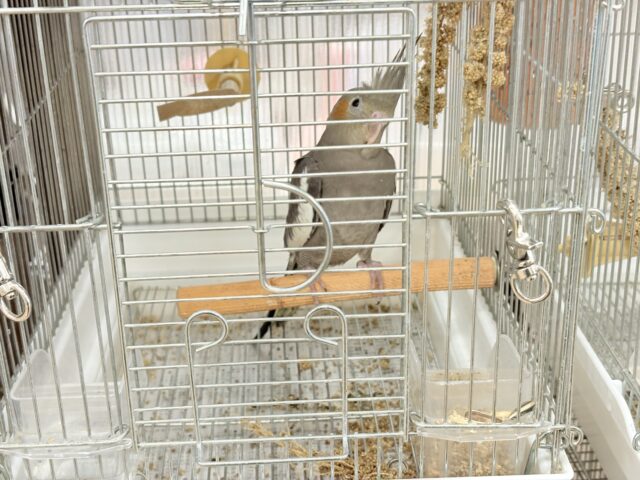 オカメインコ