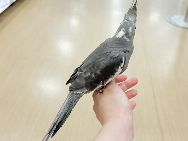 オカメインコ