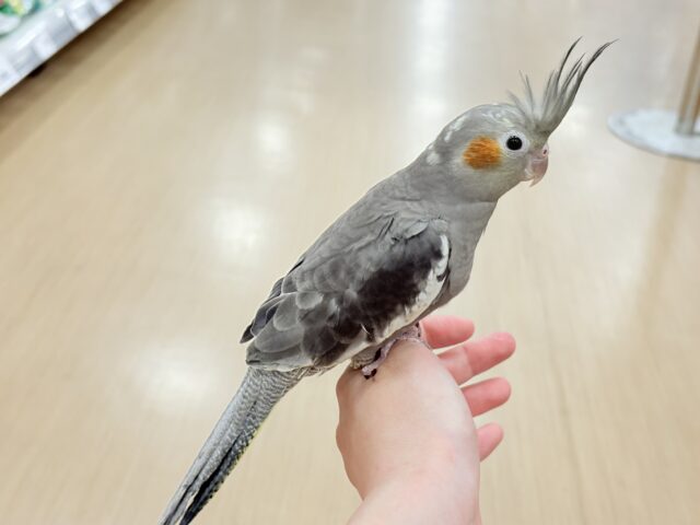 オカメインコ