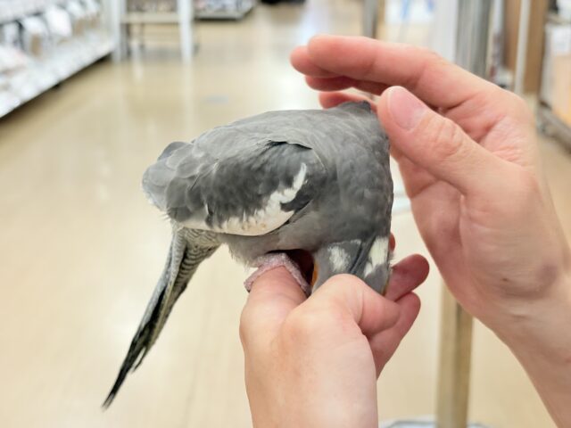 オカメインコ