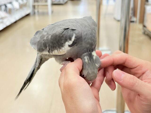 オカメインコ