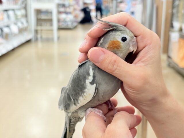 オカメインコ