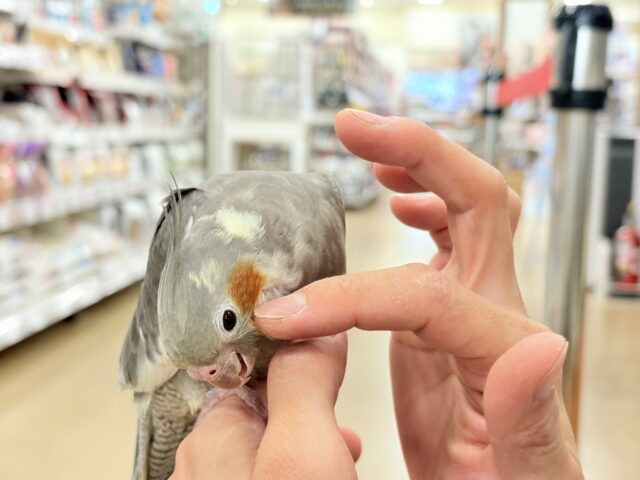 オカメインコ
