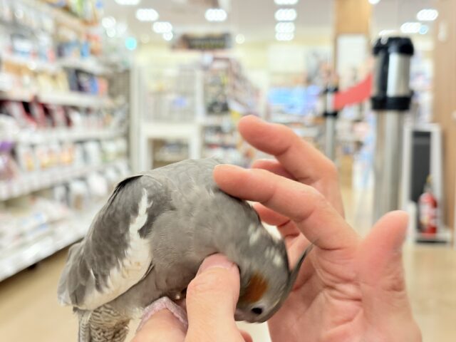 オカメインコ