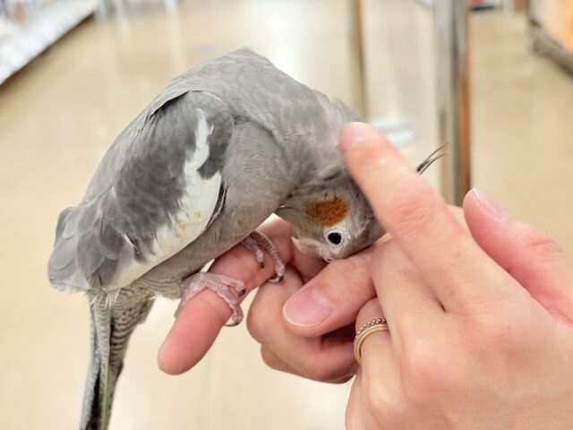 オカメインコ
