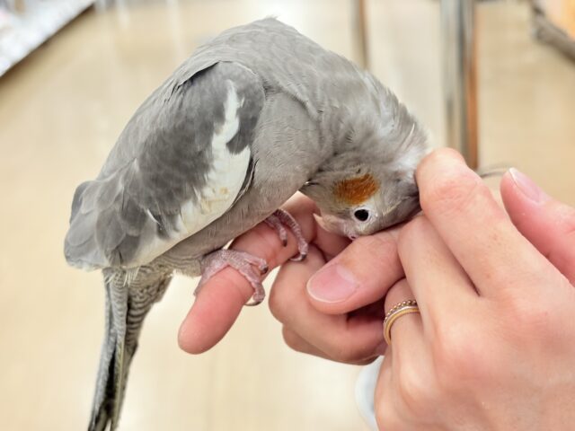 オカメインコ