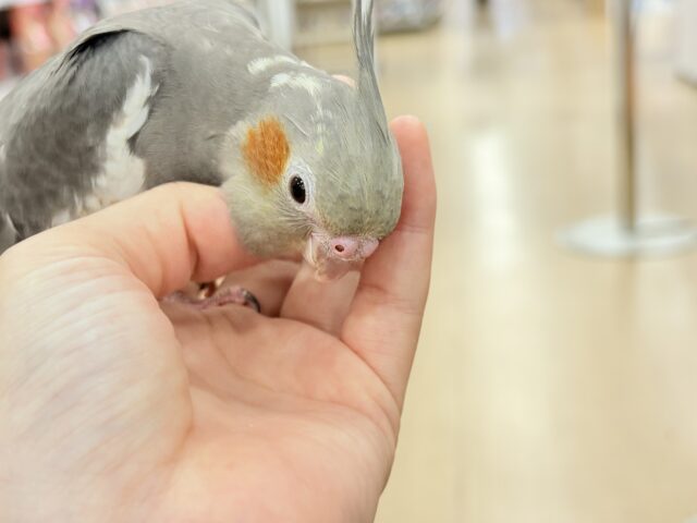 オカメインコ