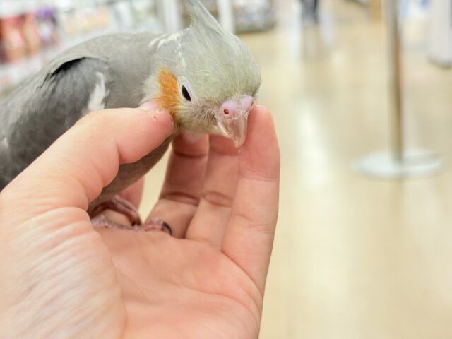 オカメインコ