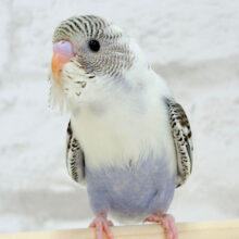 【最新画像更新🪄】疲れふっとばすーー　そんざいっ♪　セキセイインコ　四色ハルクイン～～