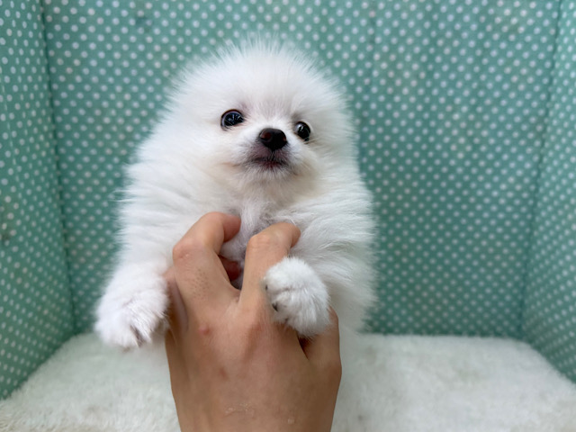 ポメラニアン