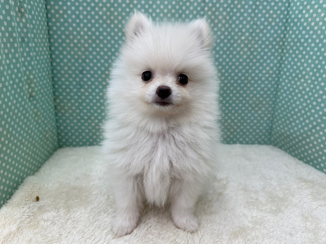 ポメラニアン