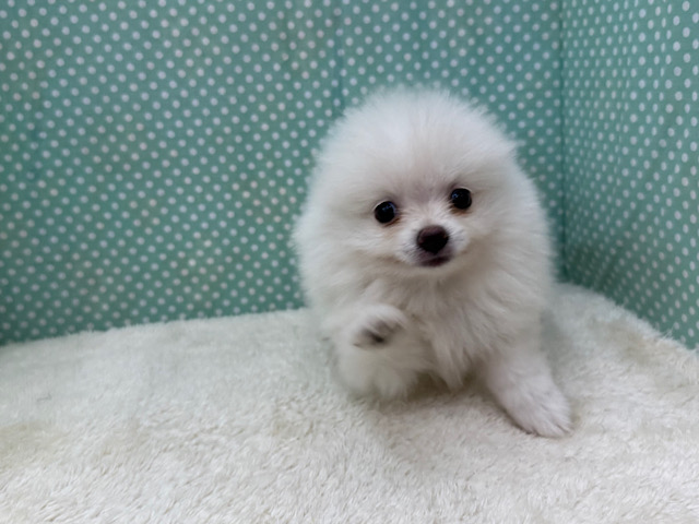 ポメラニアン